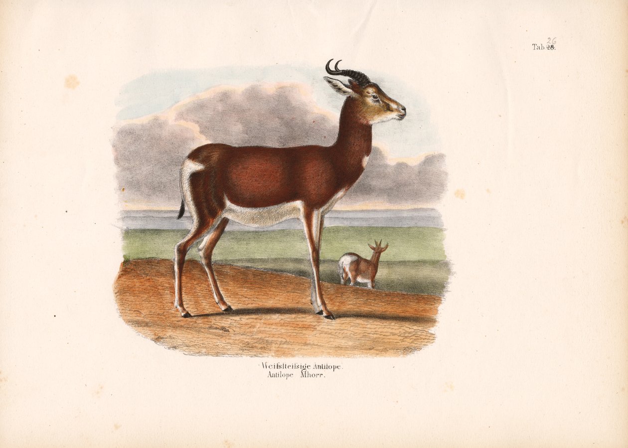 Antilope med hvid ring af Conrad Kull