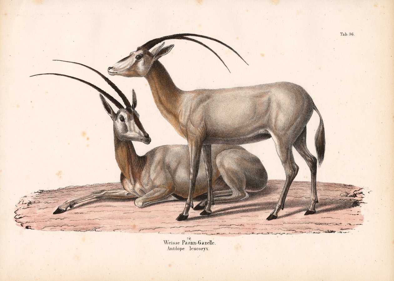 Hvid Oryx af Conrad Kull
