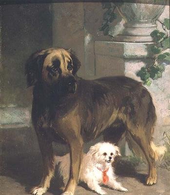En Mastiff og en Bichon af Conradyn Cunaeus