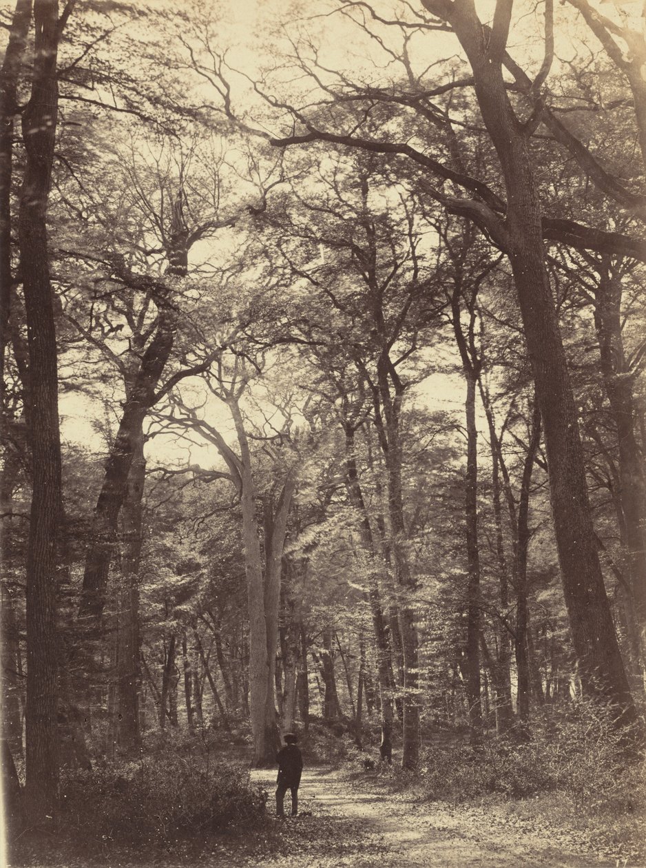 Skovscene, ca. 1865 (foto) af Constant Alexandre Famin