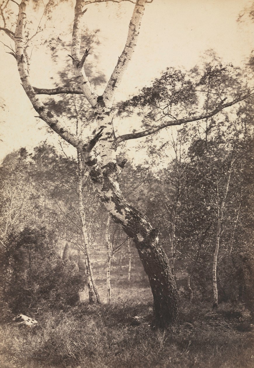 Studie af et birketræ, Barbizon, 1860