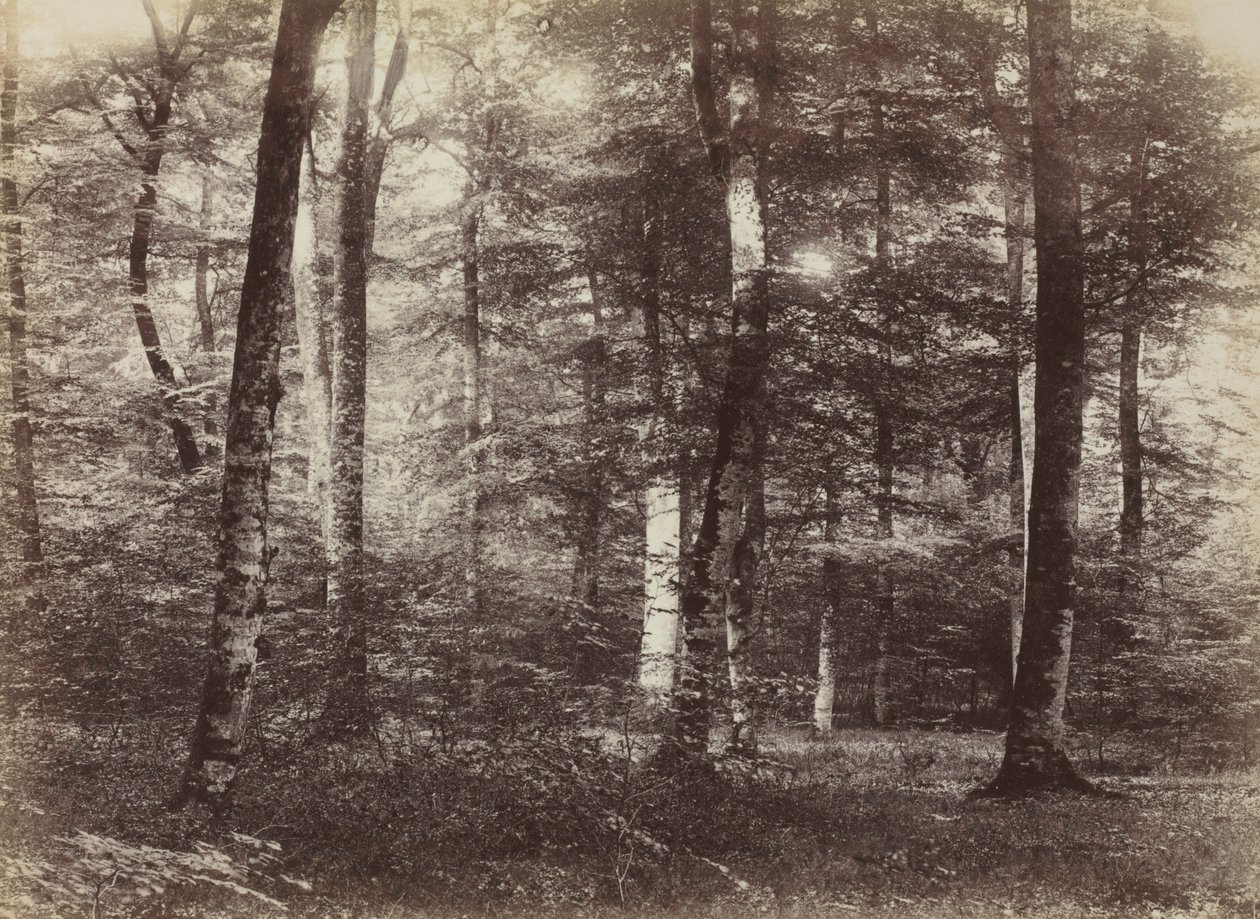 Uden titel The Forest of Fontainbleau, ca. 1874. af Constant Alexandre Famin