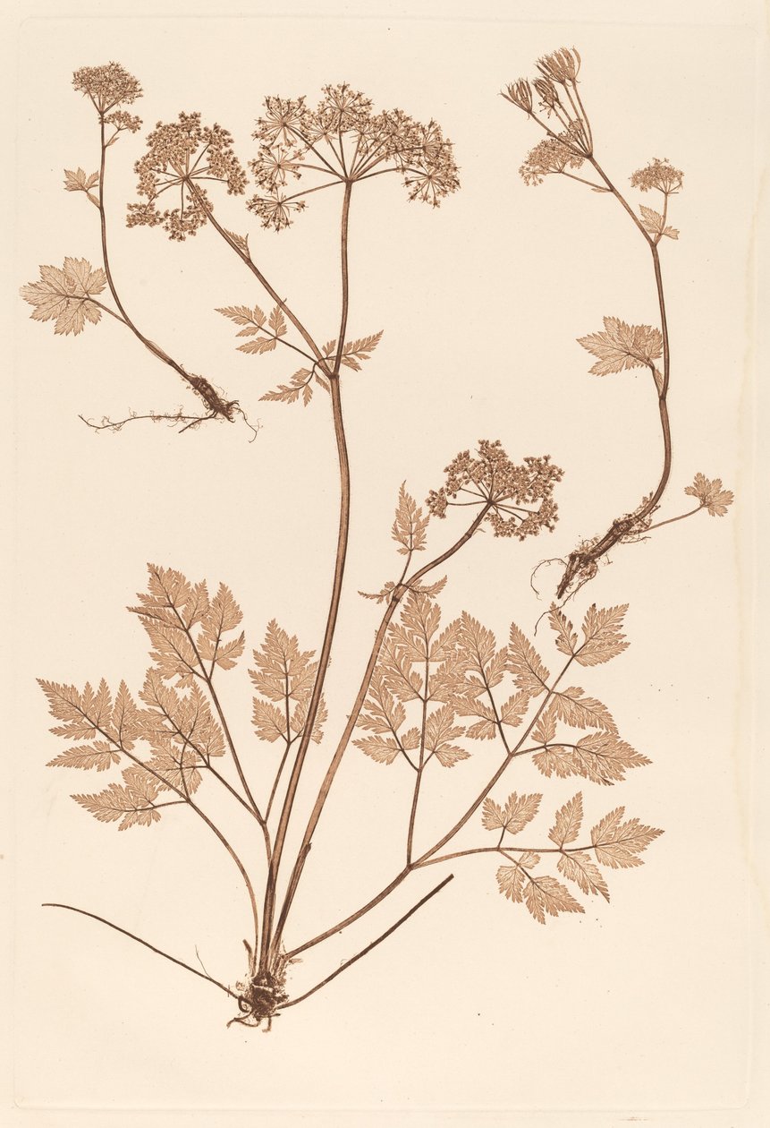 Chaerophyllum hirsistum af Constetin von Ettinghausen and Alois Pokorny