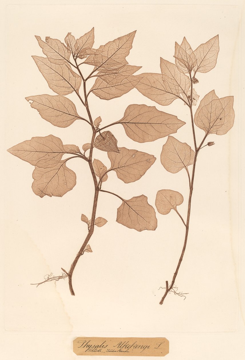 Physalis Alkekengi af Constetin von Ettinghausen and Alois Pokorny