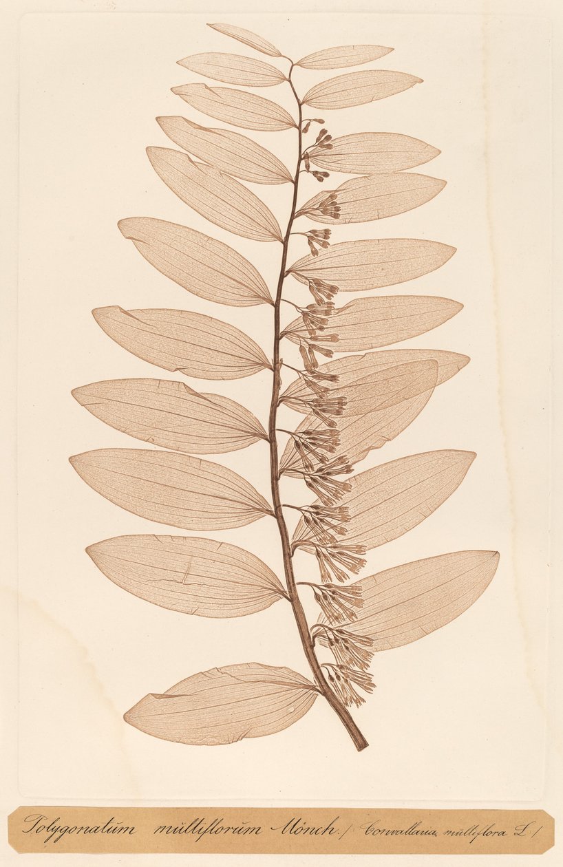 Polygonatum multiflorum Monch af Constetin von Ettinghausen and Alois Pokorny
