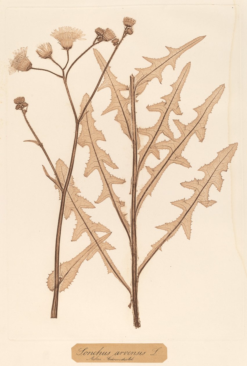 Sonchus arvensis af Constetin von Ettinghausen and Alois Pokorny