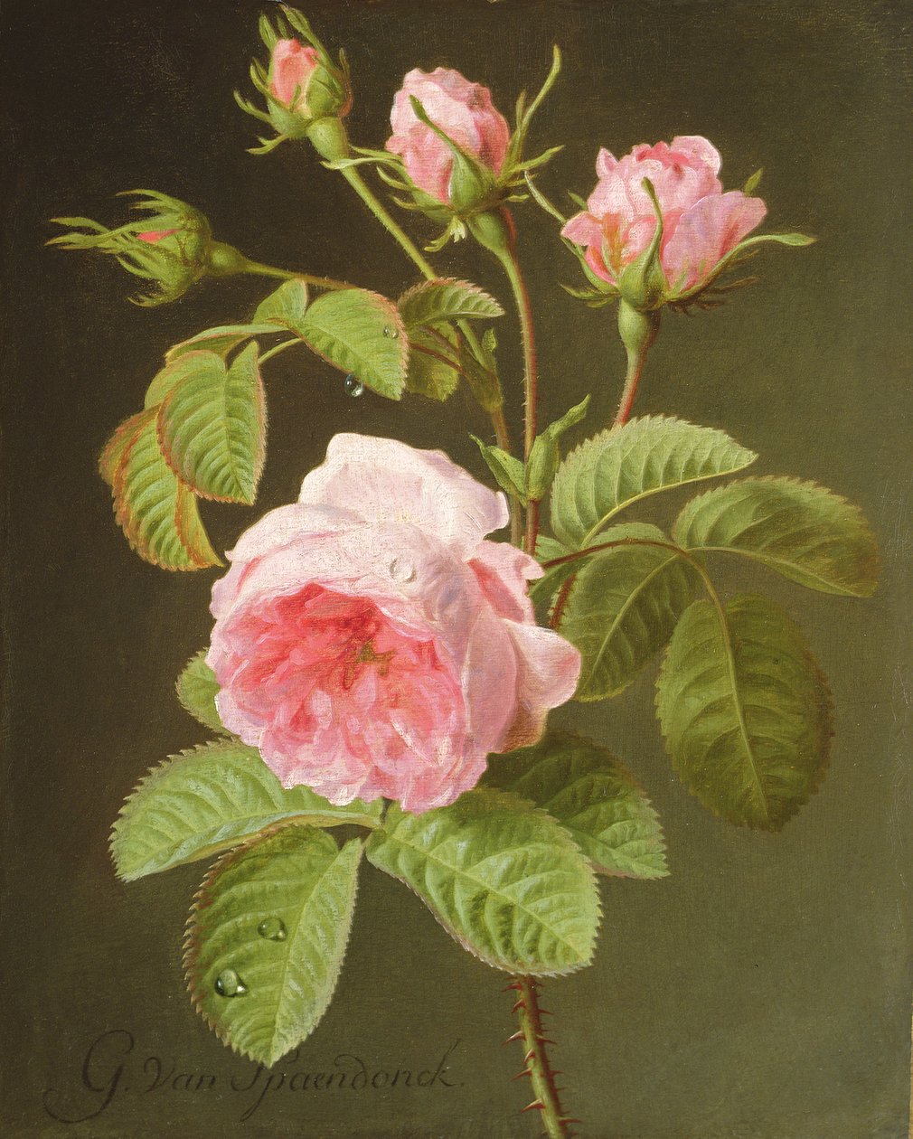 En gren af roser af Cornelis van Spaendonck