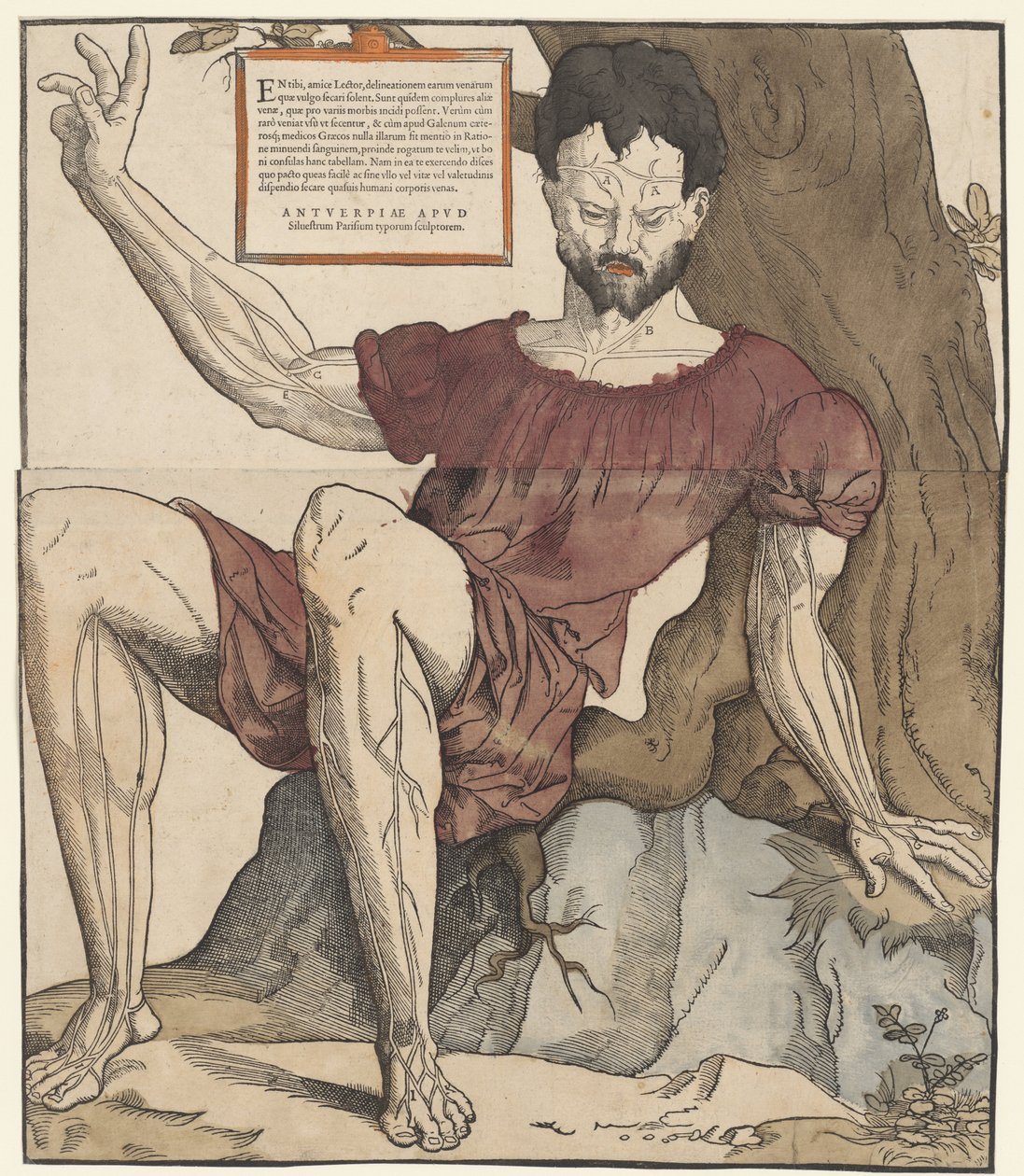 Menneskekroppens årer af Cornelis Anthonisz.