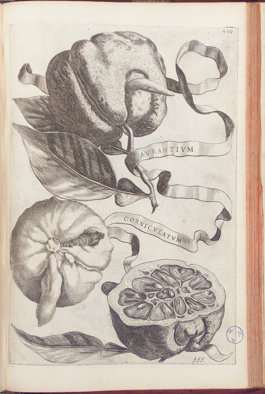 Horned Orange, tallerken 409 fra "Hesperides or de Malorum Aureorum Cultura et Usu Libri quatuor" af Giovanni Battista Ferrari, 1646 af Cornelis Bloemaert