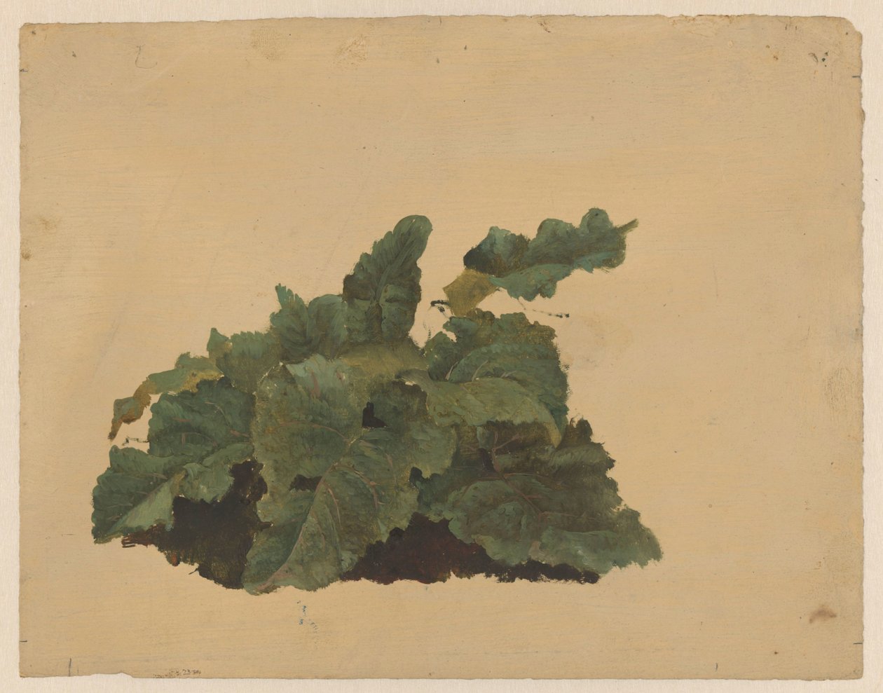 Blade af en rabarberlignende plante af Cornelis Johannes de Vogel