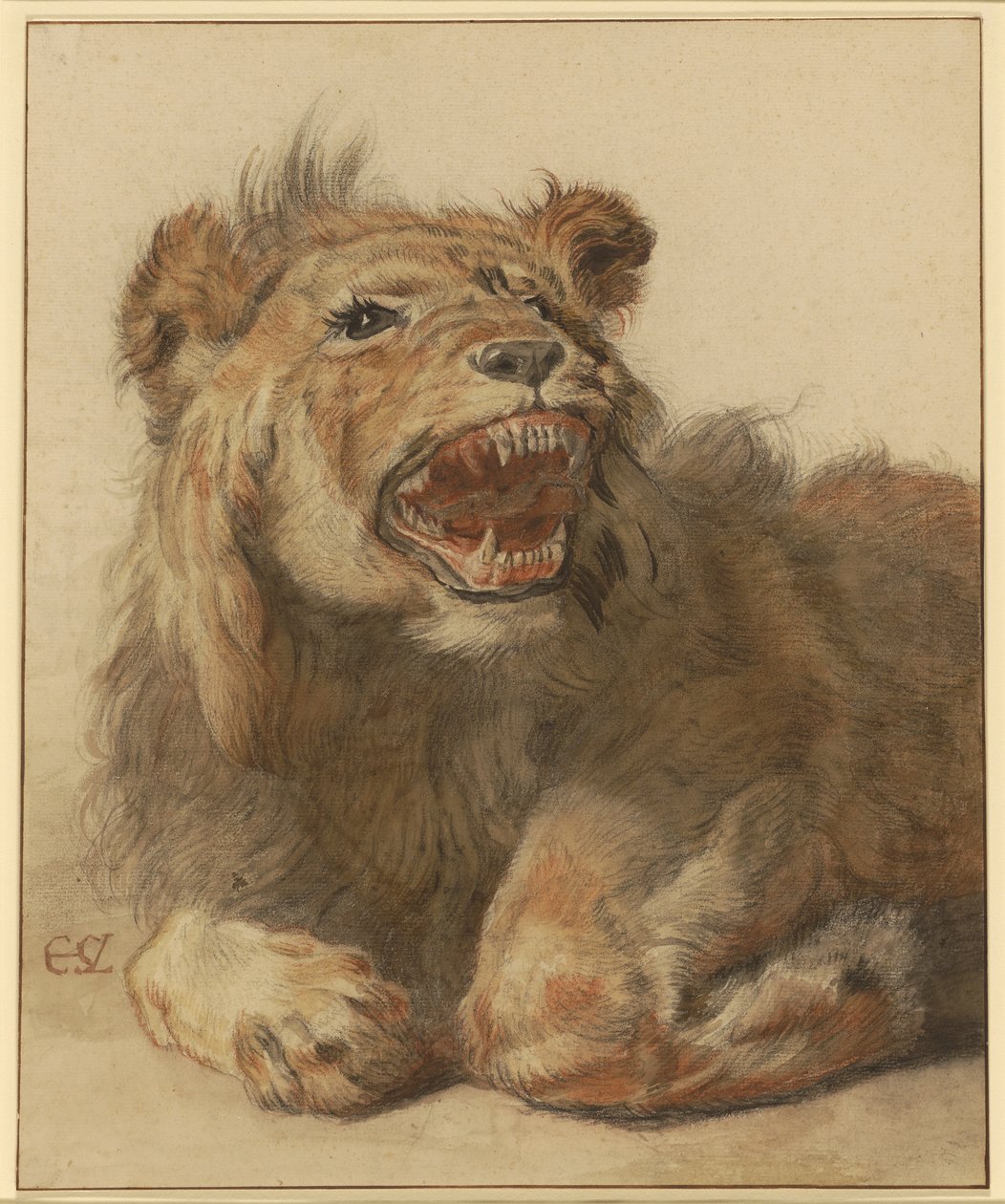 A Lion Snarling, ca. 1625-33 (sort og rød kridt med sorte og brune vaske) af Cornelis Saftleven