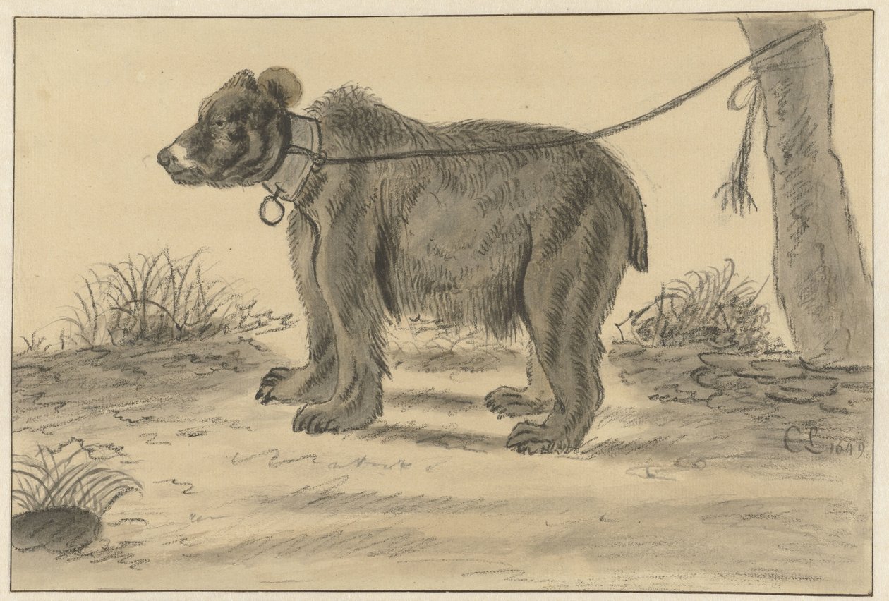 Bjørn bundet til et træ af Cornelis Saftleven