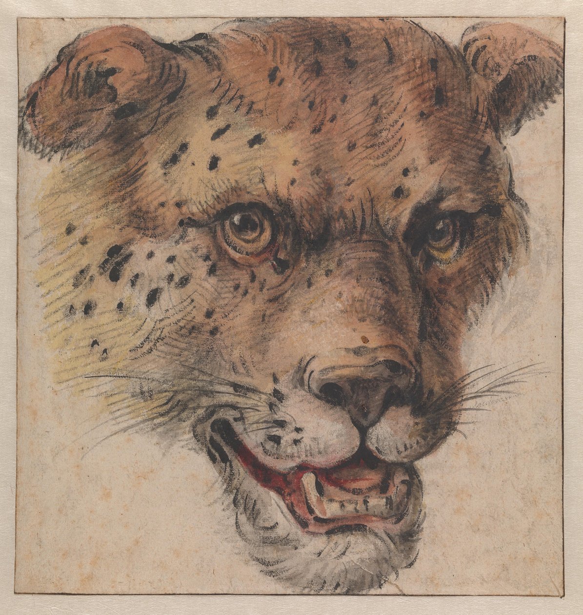 Et leopards hoved af Cornelis Saftleven
