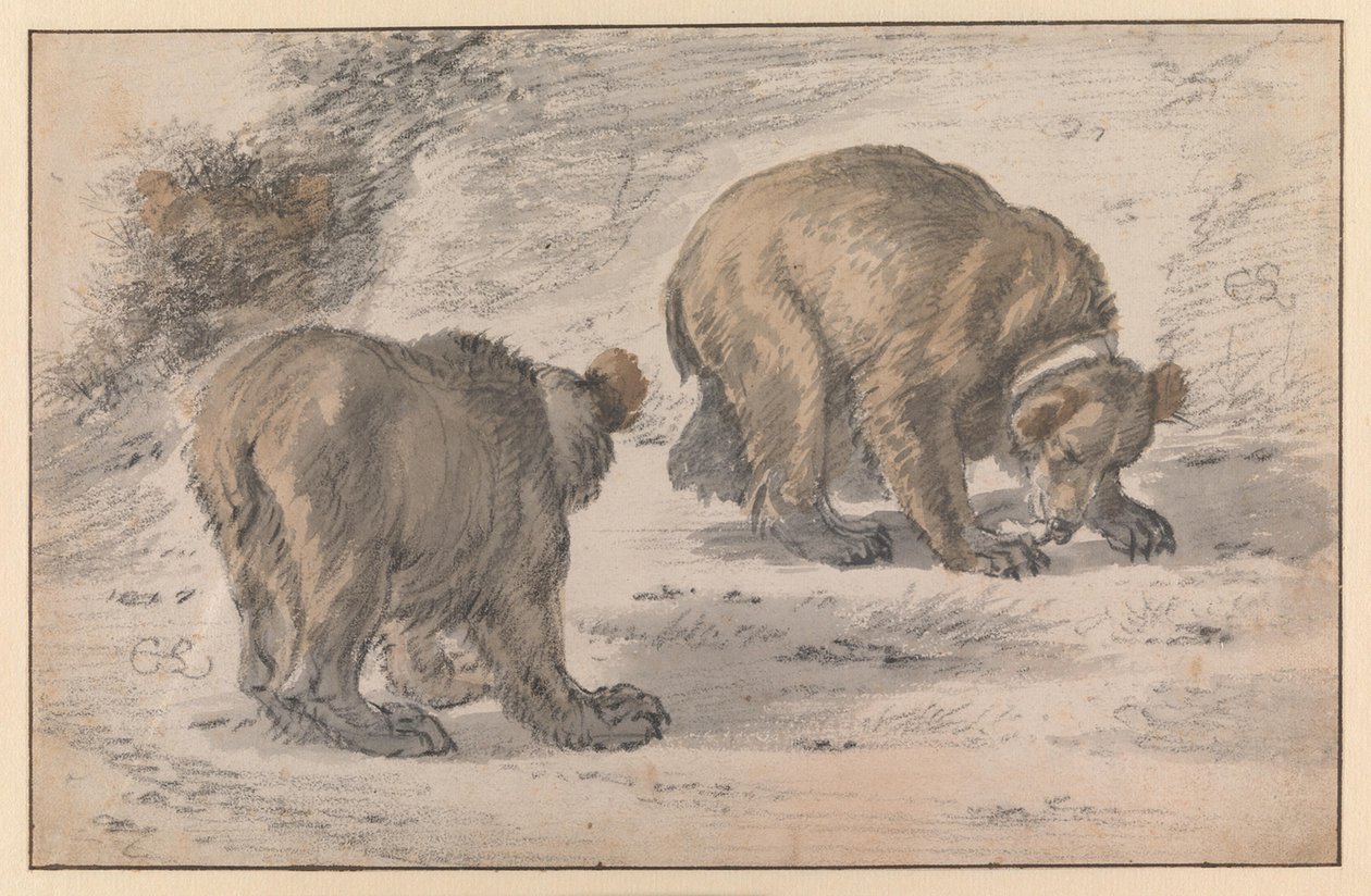 En bjørn i forskellige stillinger af Cornelis Saftleven