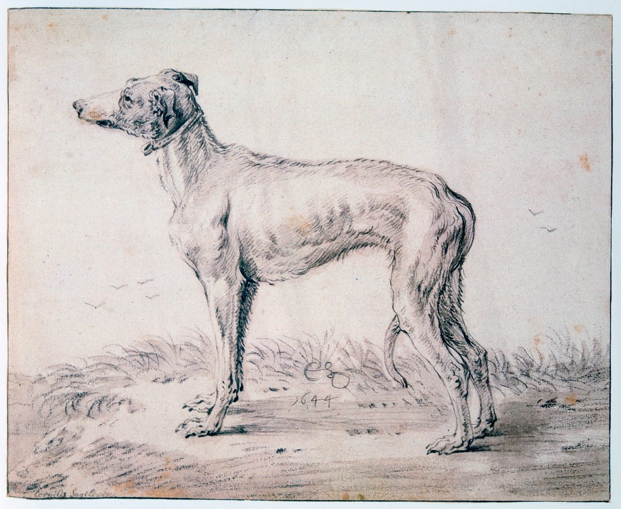 Greyhound, 1644 af Cornelis Saftleven