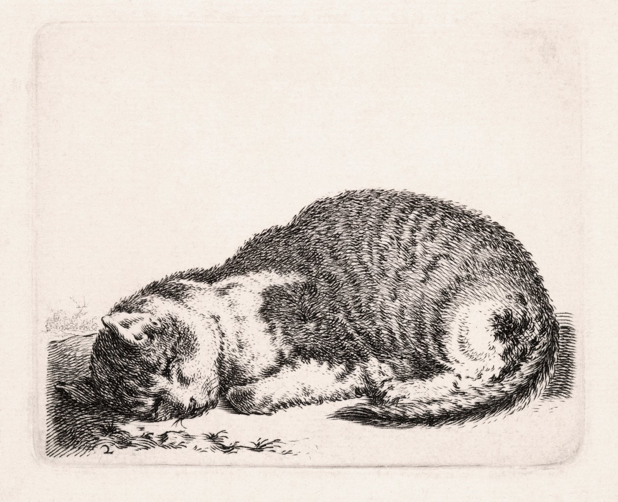 Sovende kat, ca. 1607-81 af Cornelis Saftleven