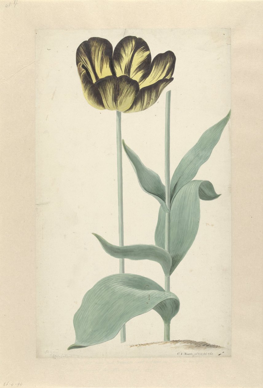 De tulp Bizard Catafalque Bizard Catafalque (titel på objekt) af Cornelis van Noorde