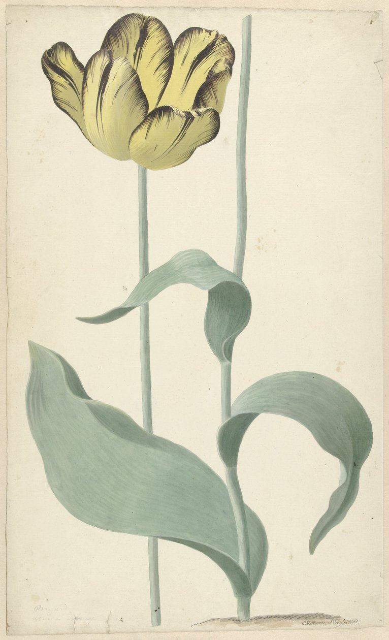 Af tulp Bizard Louis d
