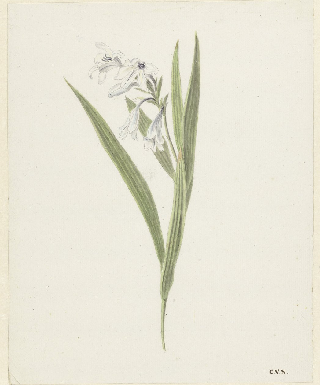 Fresia af Cornelis van Noorde