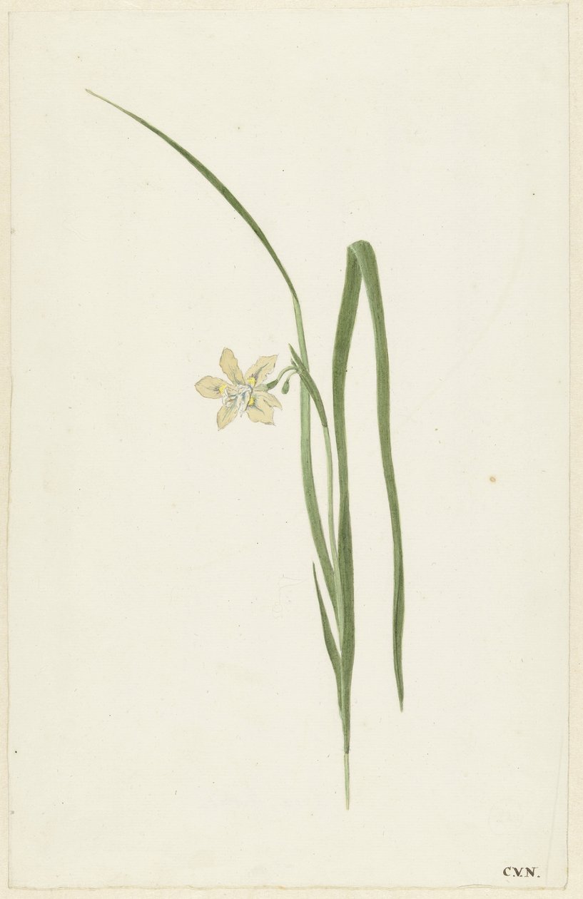 Iris af Cornelis van Noorde