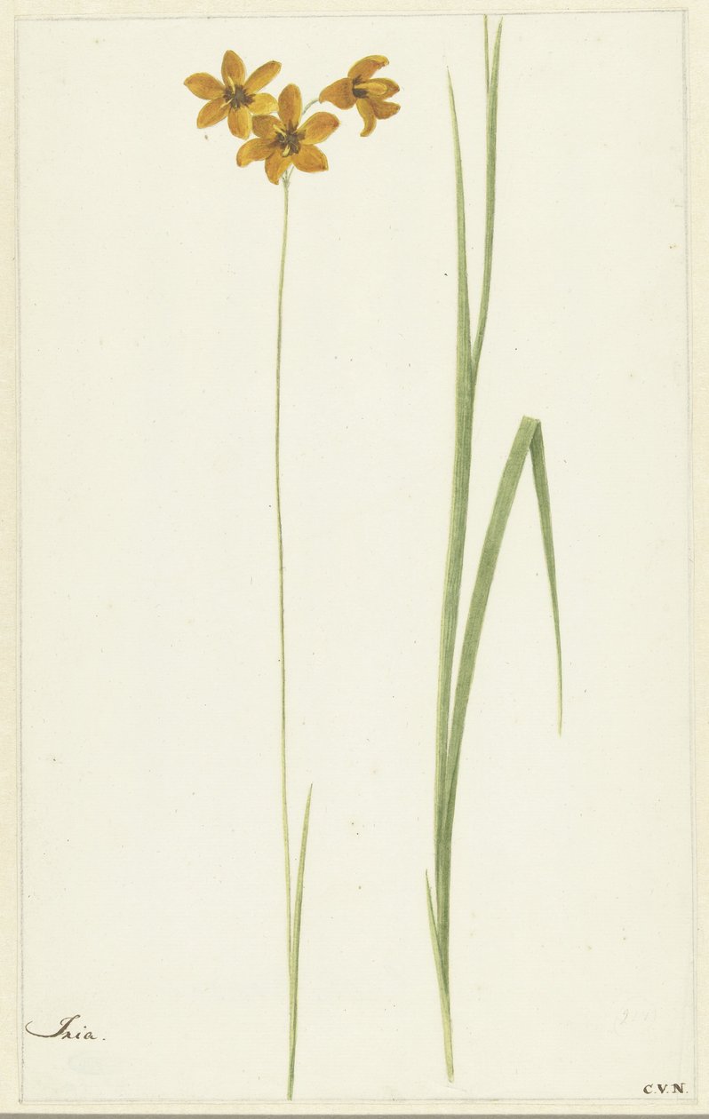 Ixia af Cornelis van Noorde
