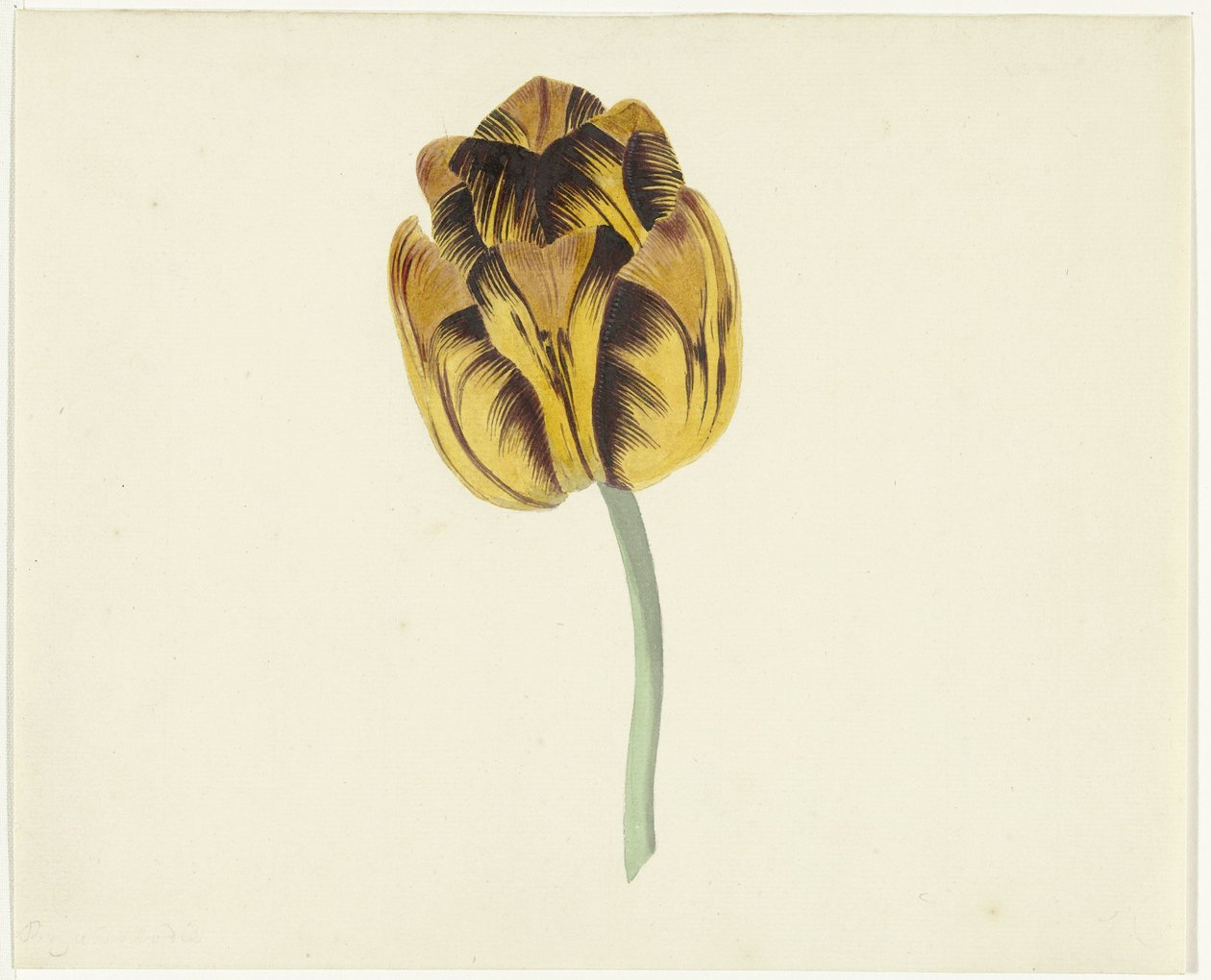 Tulipan kaldet Bizard Leodie af Cornelis van Noorde