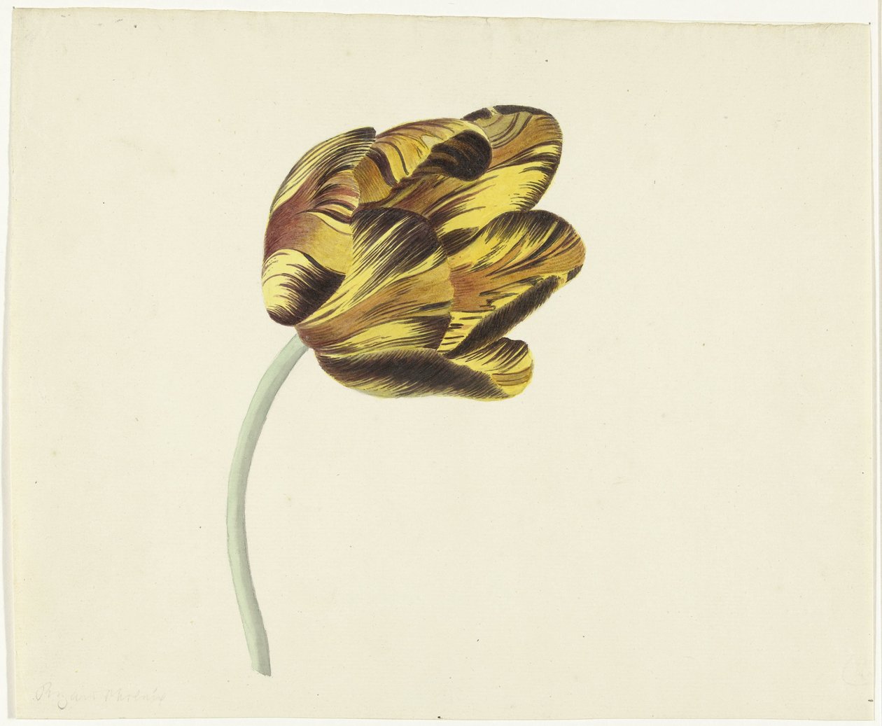 Tulipan kaldet Bizard Phoenix af Cornelis van Noorde