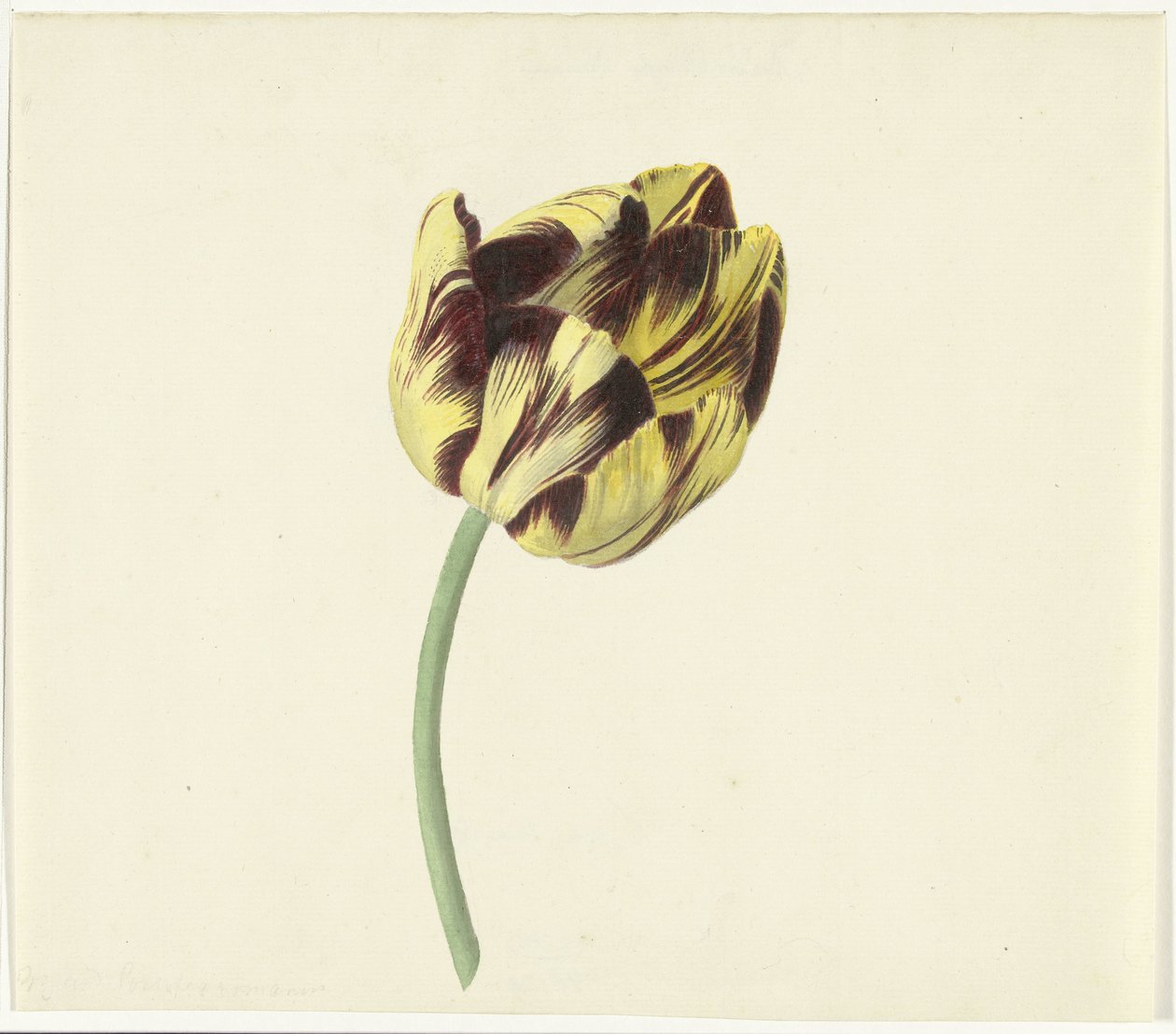 Tulp kaldte Bizard den romerske pave af Cornelis van Noorde