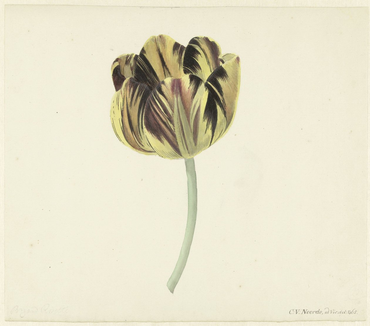 Tulipan kaldet Bizard Rosette af Cornelis van Noorde