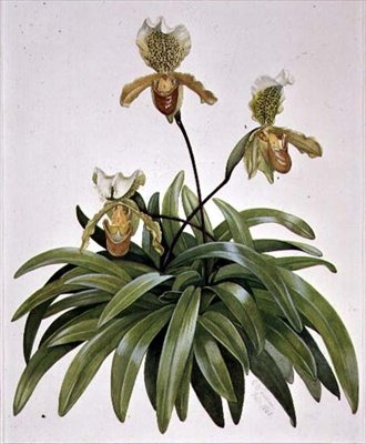 PD.412-1973 Dametøffelorkide fra Nepal (Paphiopedilum insigne) af Cornelius B. Durham