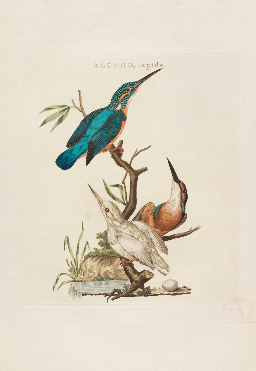 Hollandske fugle: Ifølge deres husstand, Aert og karakteristika, 1770-1829. af Cornelius Nozeman