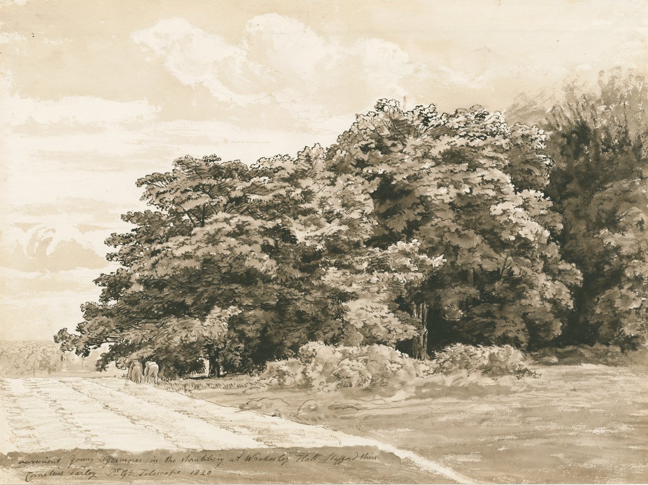 Wrottesley Hall - The Shrubbery: sepia drawing, 1820dani af Cornelius Varley