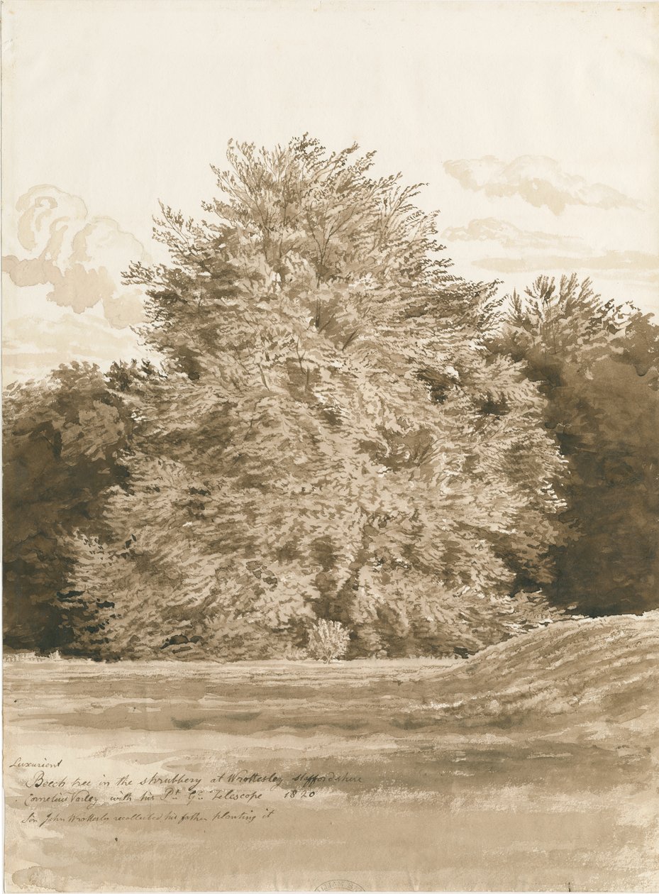 Wrottesley Hall - The Shrubbery: sepia drawing, 1820dani af Cornelius Varley