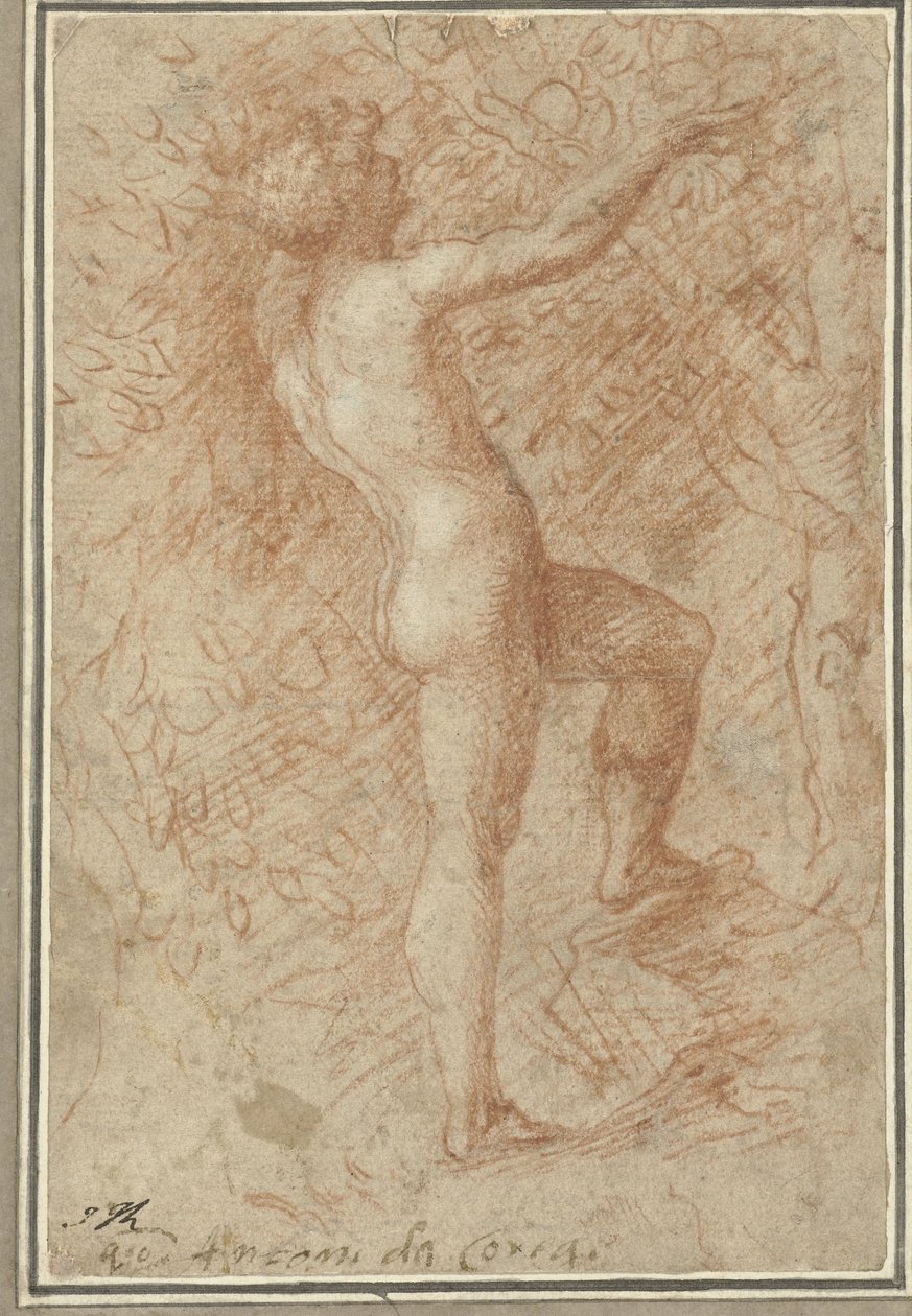 Adam plukker æblet fra træet af Correggio