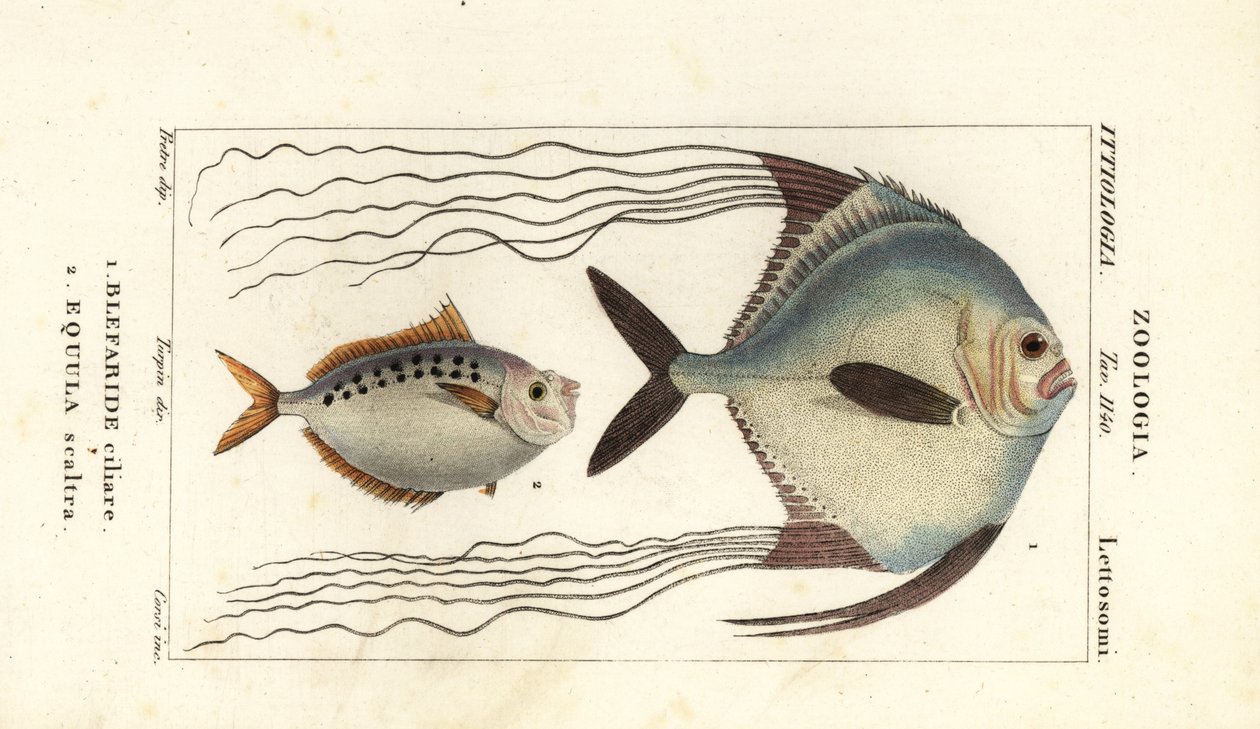 Afrikansk pompano, Alectis ciliaris, Blepharis ciliaris, Blefaride ciliare 1 og hestefisk, Poulain ruse, Leiognathus equulus 2 af Corsi Corsi