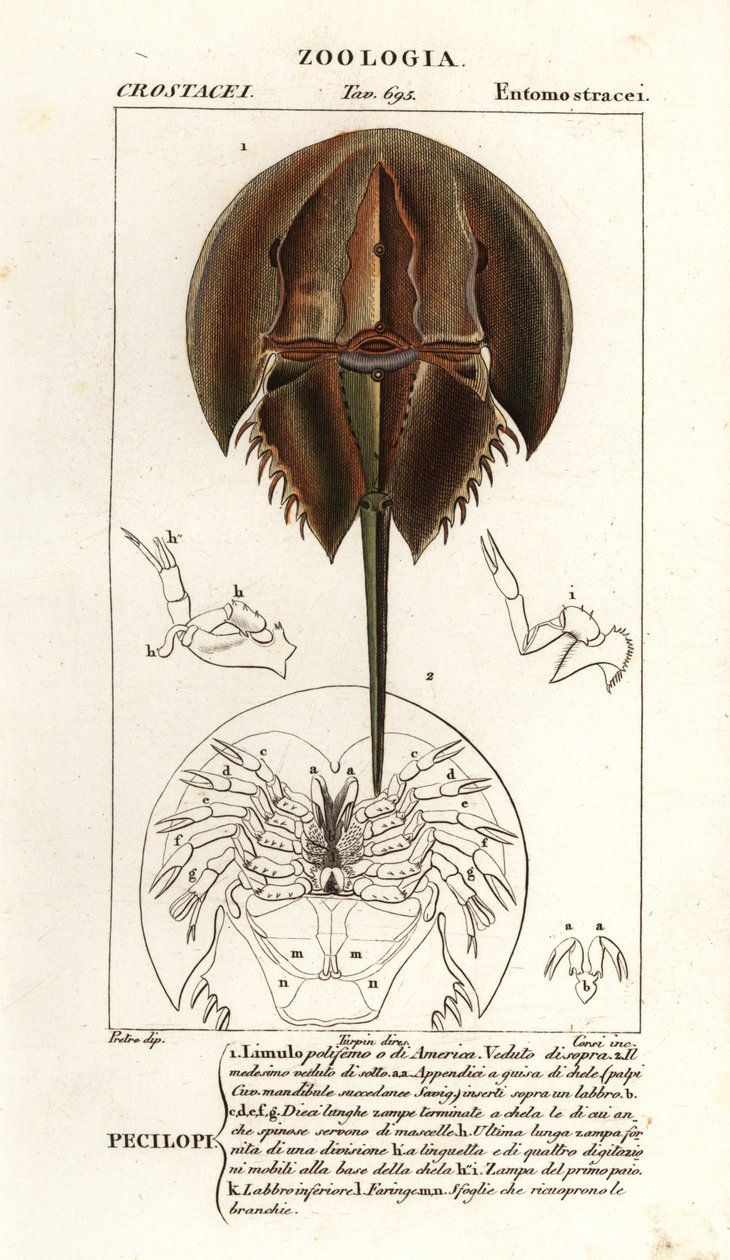 Atlantisk hesteskokrabbe, Limulus polyphemus af Corsi Corsi