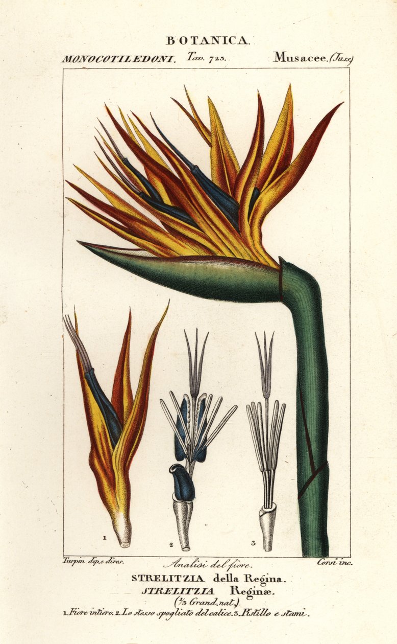 Paradisfuglens blomst, Strelitzia reginae af Corsi Corsi