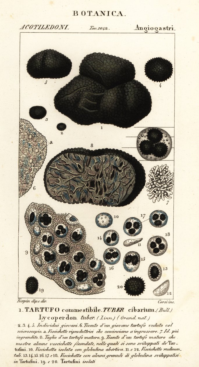 Sort trøffel, Tuber melanosporum (madknold, spiselig trøffel, lycoperdonknold) af Corsi Corsi