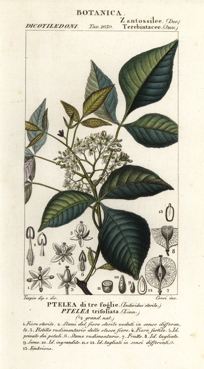 Almindelig humletræ, Ptelea trifoliata, Trebladet Ptelea af Corsi Corsi