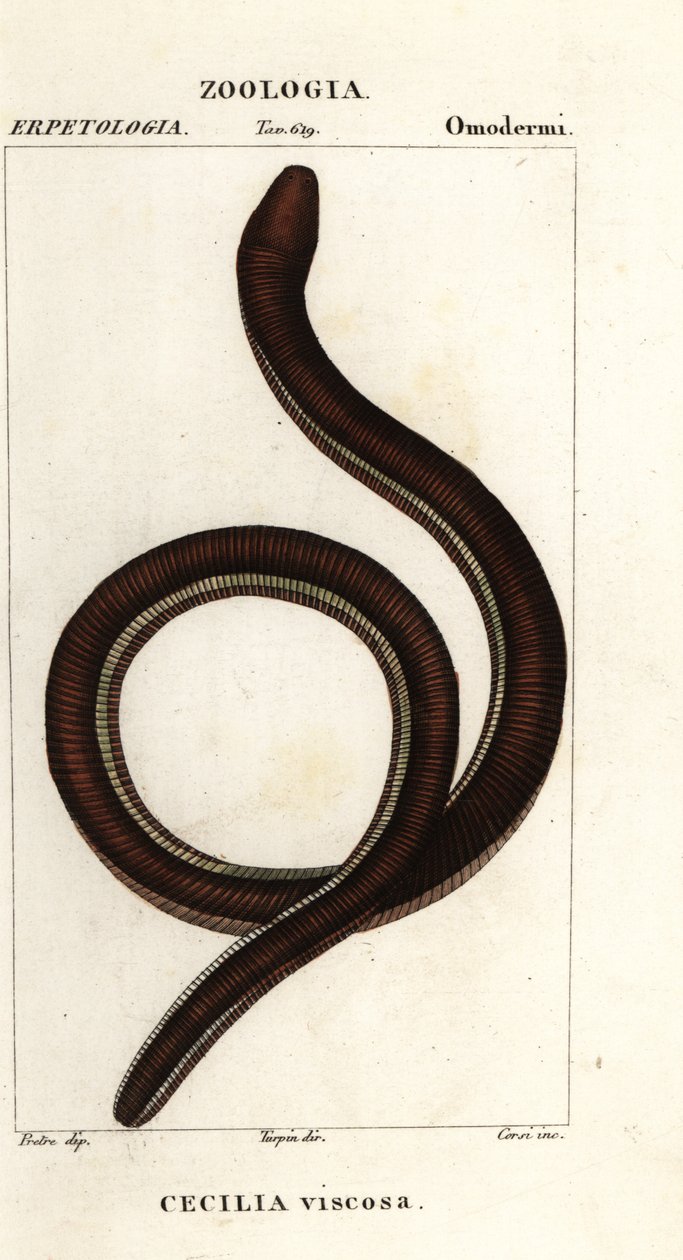 Almindelig gulbåndet caecilian, Ichthyophis glutinosus af Corsi Corsi