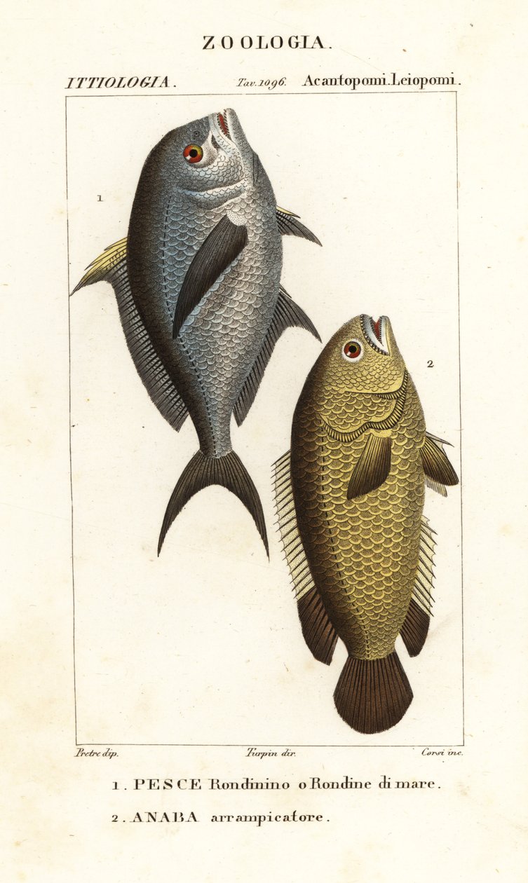 Damselfish, Chromis chromis 1 og klatreaborre, Anabas testudineus 2 af Corsi Corsi