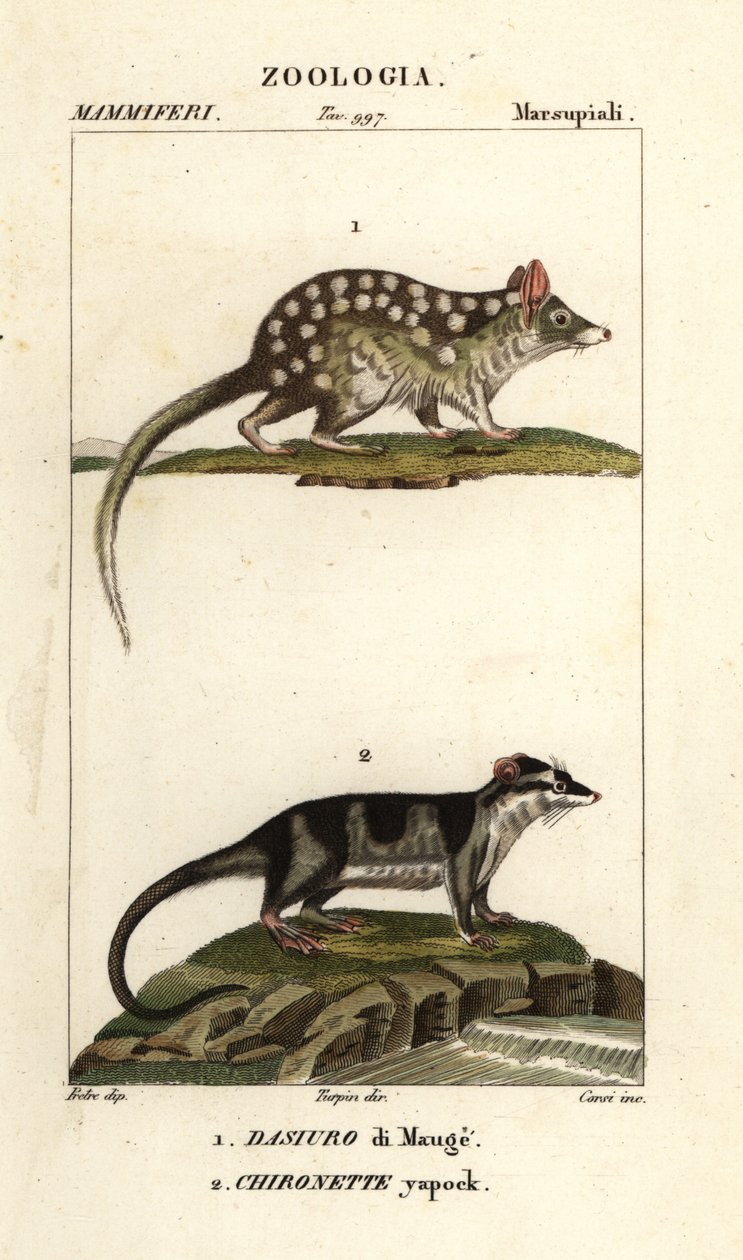 Østlig quoll og vandopossum af Corsi Corsi