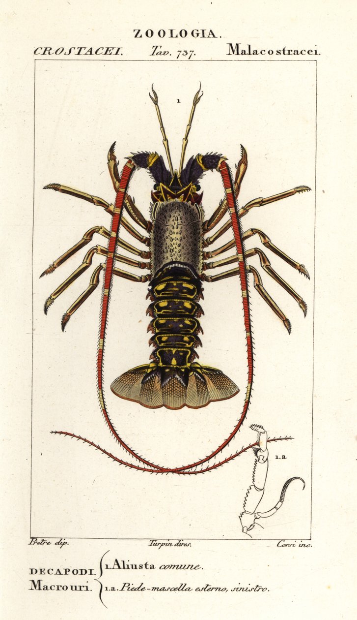 Europæisk jomfruhummer, Palinurus elephas af Corsi Corsi
