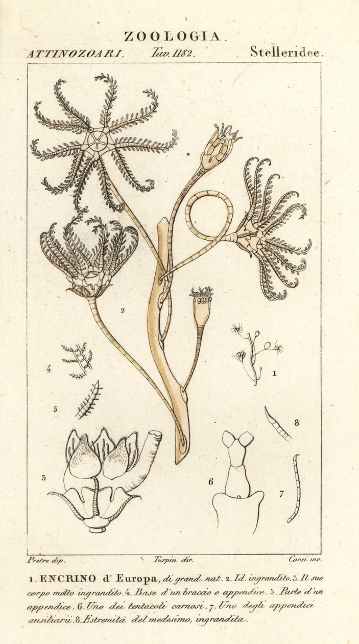 Uddøde crinoid Encrinus, Encrino dEuropa af Corsi Corsi