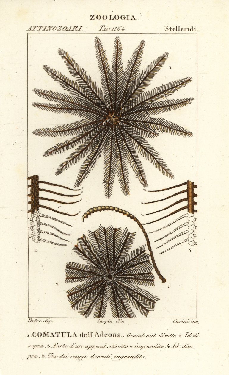 Feather star crinoid, Oligometrides adeonae, Comatula adeonae, Comatula dellAdeona af Corsi Corsi