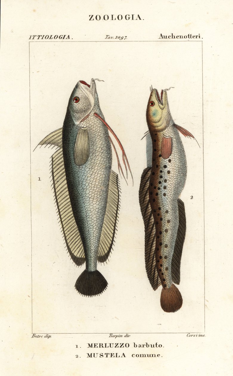 Gaffelskæg, Phycis phycis 1 og femskæg rockling, Ciliata mustela af Corsi Corsi