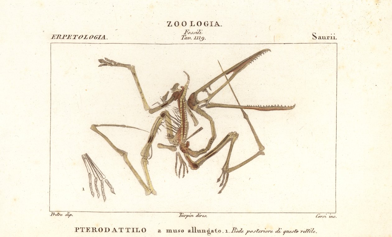 Fossilt skelet af en uddød pterodactyl, Pterodactylus antiquus af Corsi Corsi