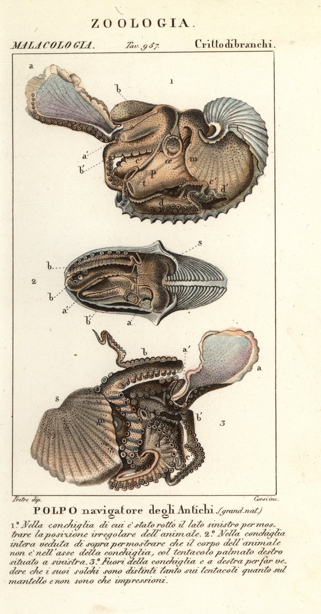 Større argonaut blæksprutte, Argonauta argo af Corsi Corsi