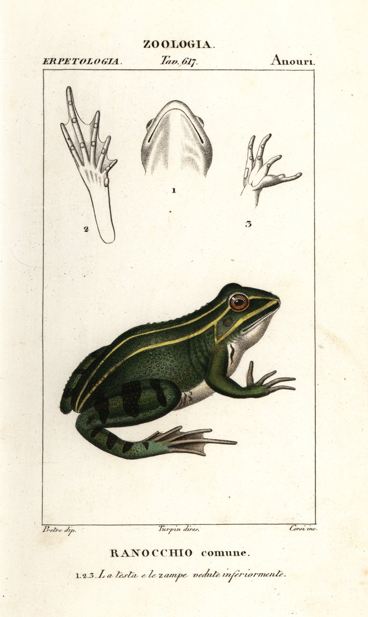 Grøn frø, Pelophylax kl esculentus af Corsi Corsi