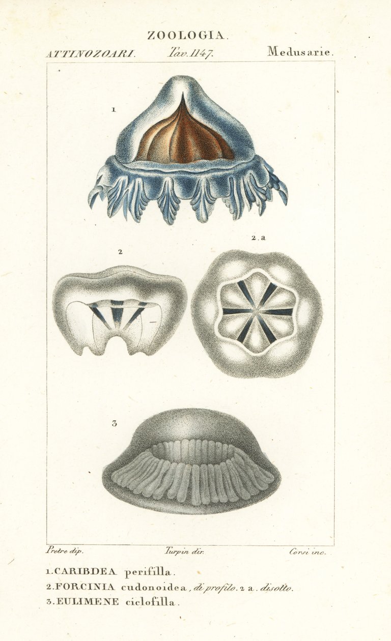 Hjelmvandmænd, Periphylla periphylla 1, Phorcynia cudonoidea 2 og Eulimene ciclophylla 3 af Corsi Corsi